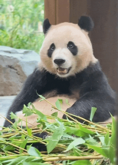 rvxnPl.gif