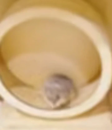 rwtHpf
