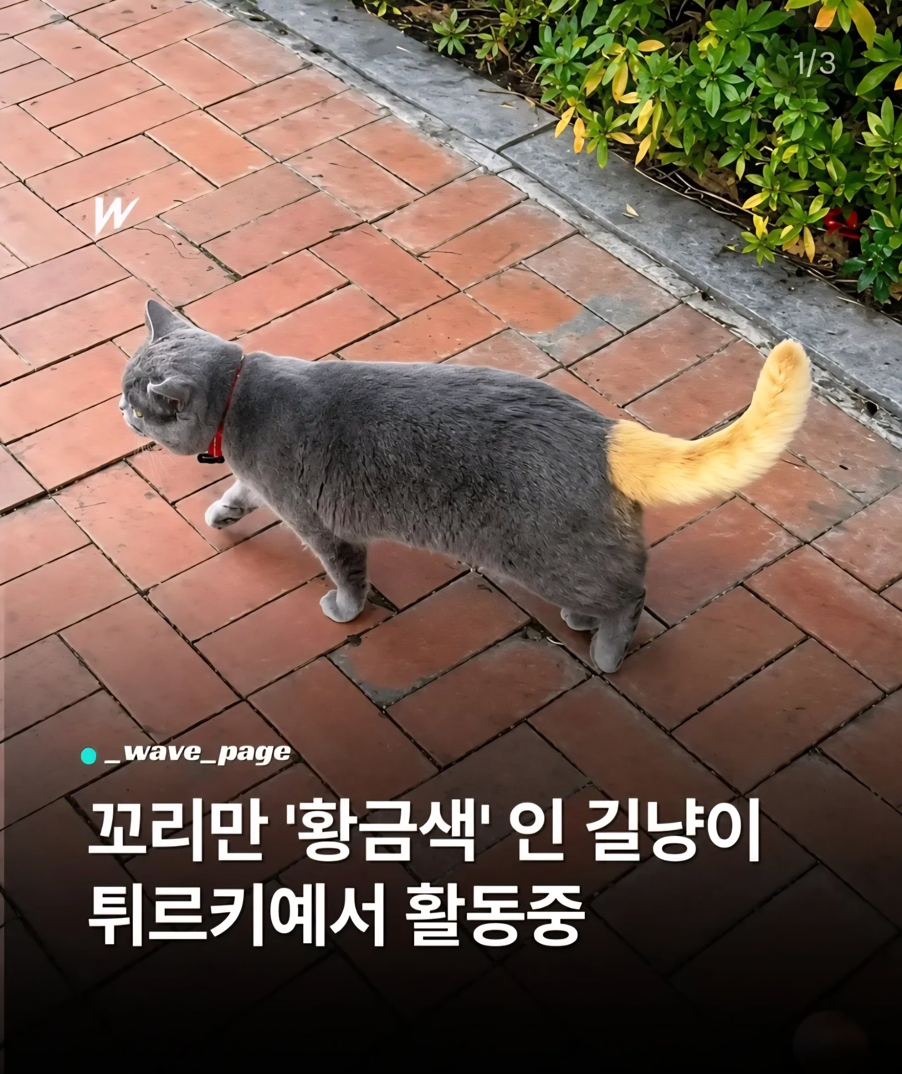 sAApBi