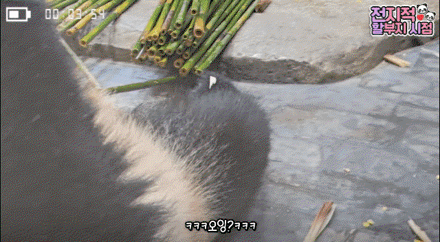 sEDtYu.gif