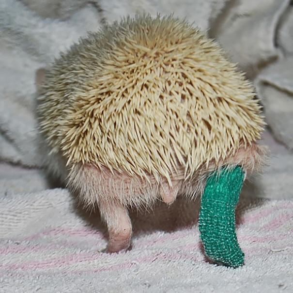 sEkhOb
