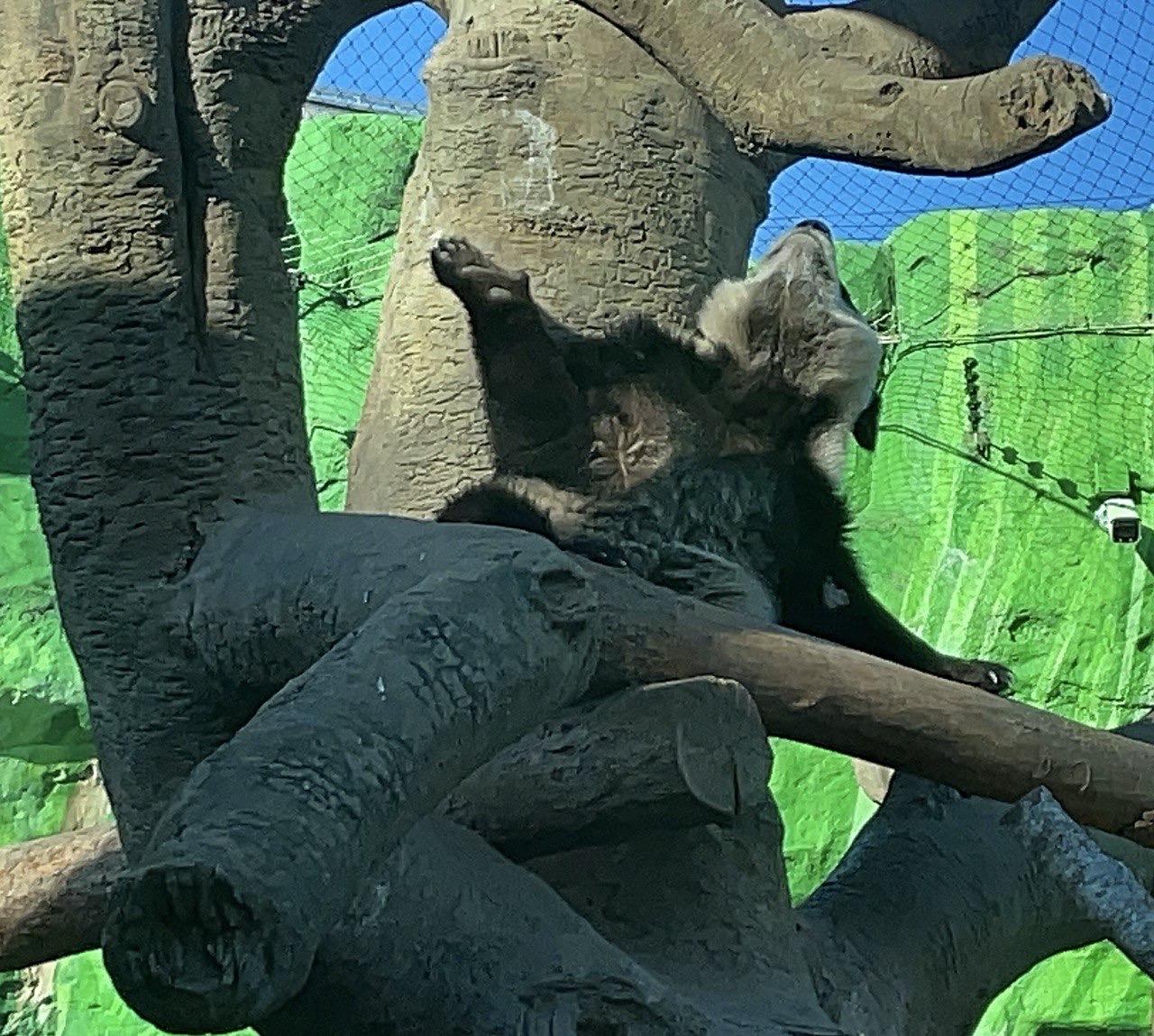 sHfFIP