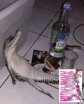 sICiMU