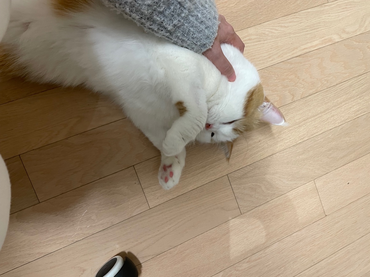 sIooOY