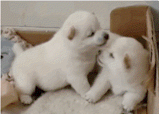 sIwjun.gif