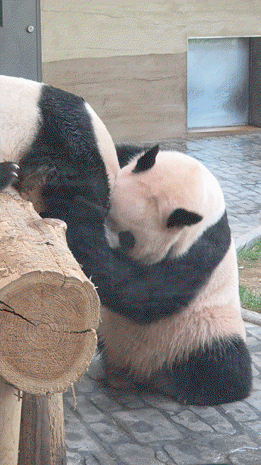sJMUqR.gif