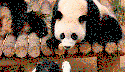 sNucoL.gif