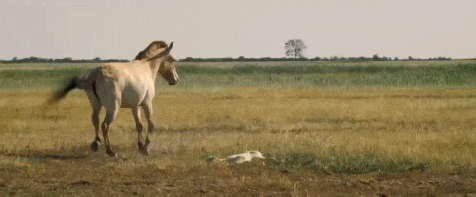 sOugup.gif