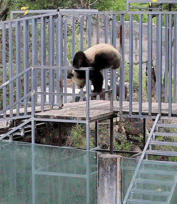 sPOKOW.gif