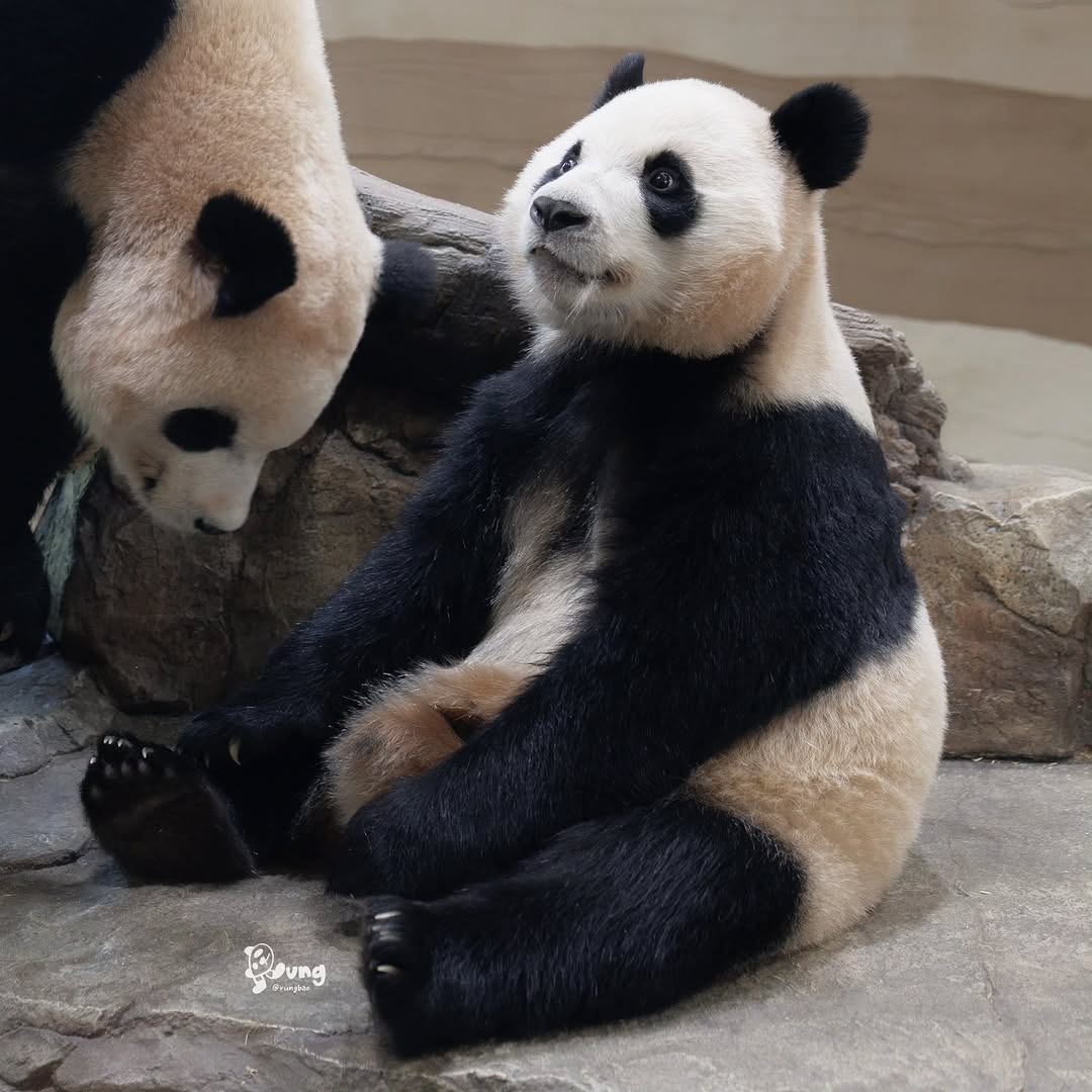 sUODCs