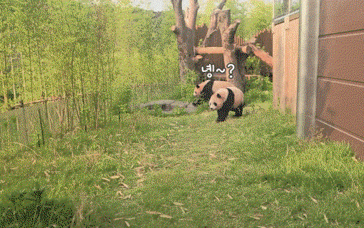 sZFWlo.gif