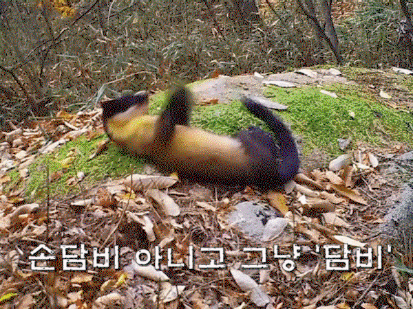 siIkck.gif