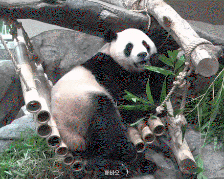 siZVcG.gif
