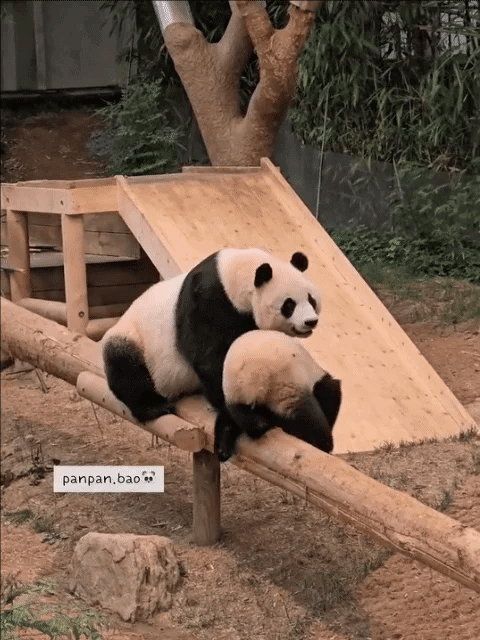 sjCzHx.gif