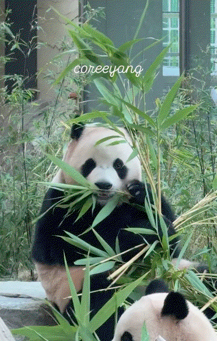 smTLQW.gif