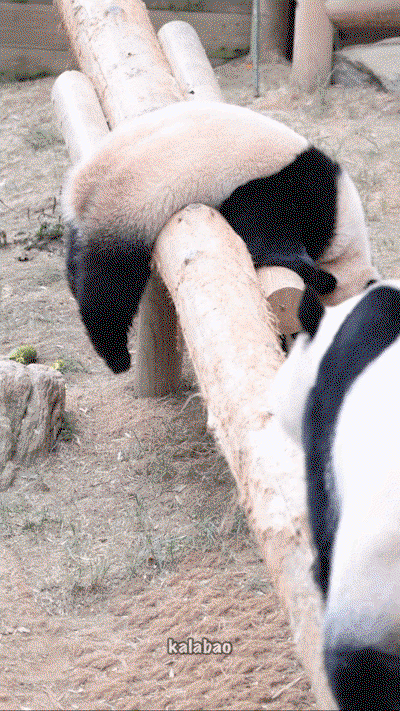 snAXeQ.gif