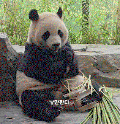 sonkeq.gif