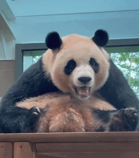 sqkROB.gif