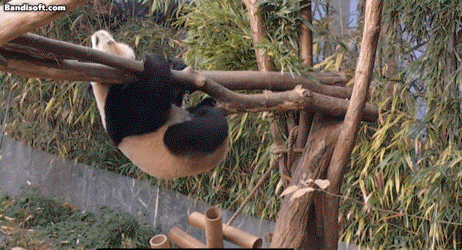 ssTifi.gif