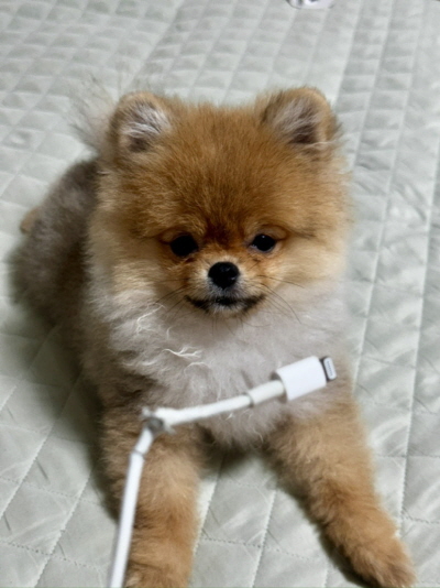 tAPixT