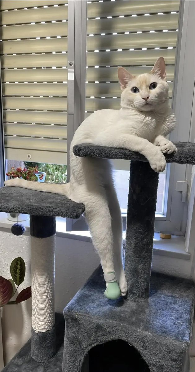 tEefkI