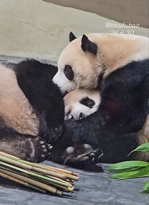 tGYiIs.gif