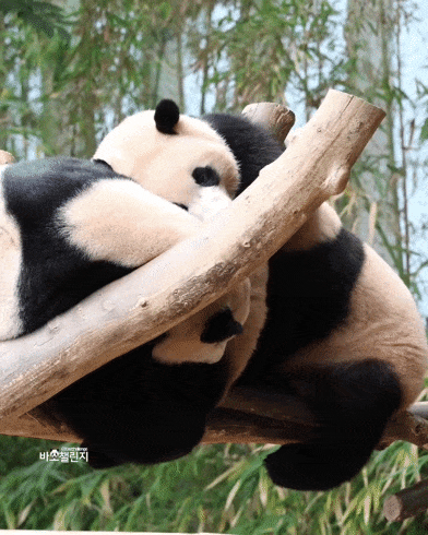 tOQTLl.gif