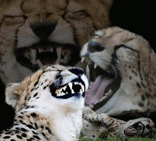 tPNyo.png