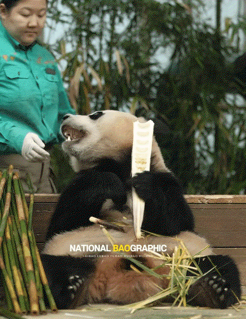 tQzoNg.gif