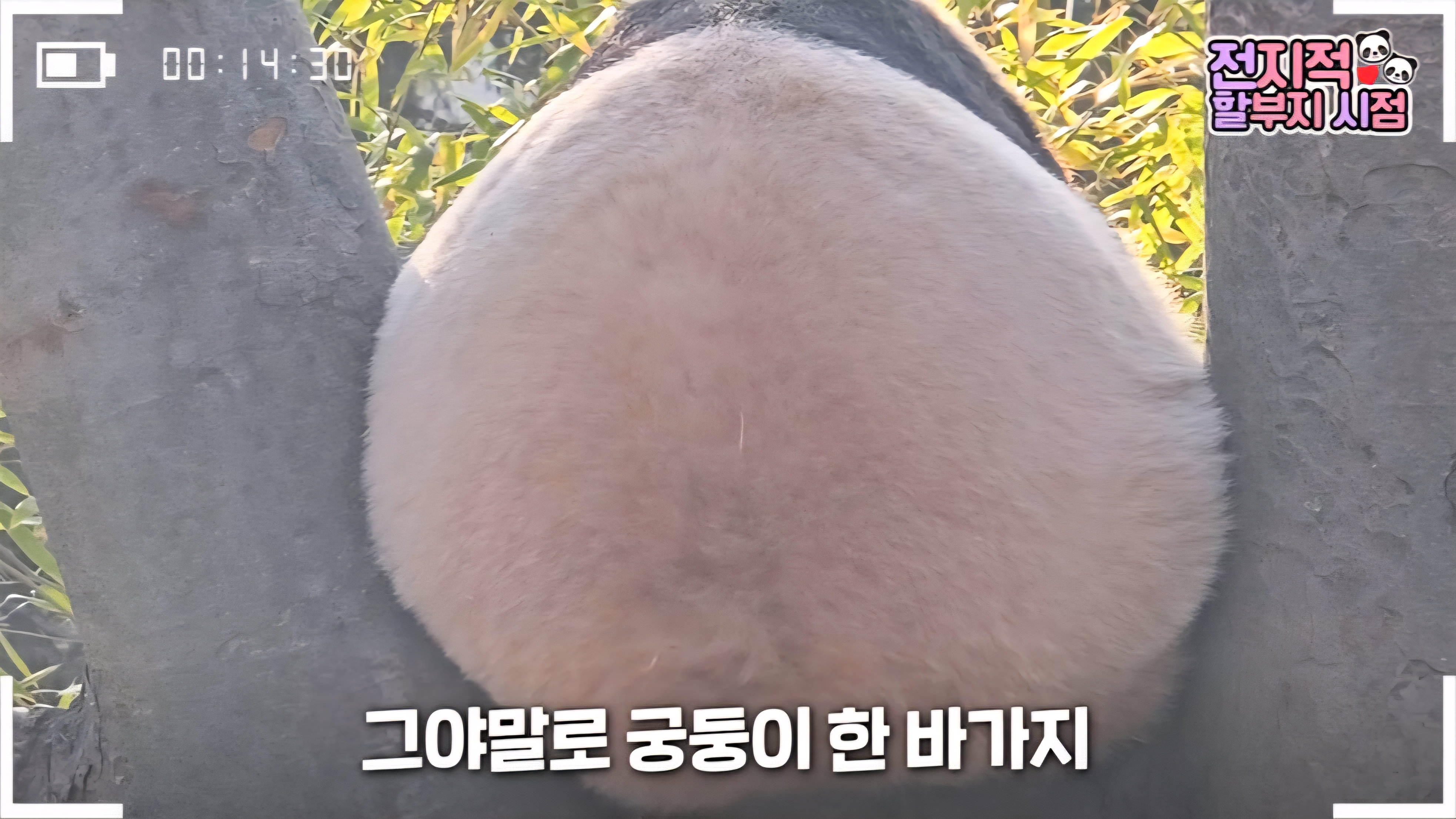 tegpBD