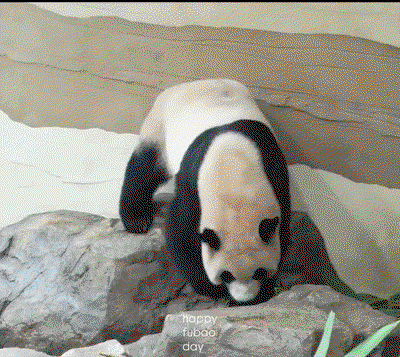 tlEJzM.gif