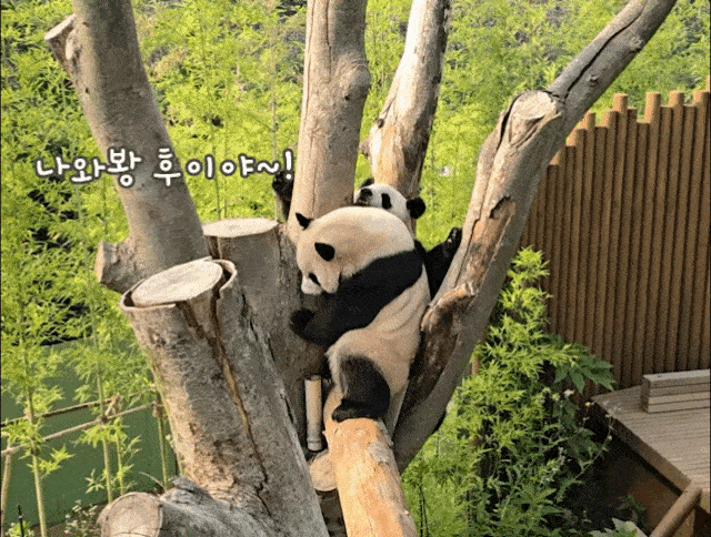toqapb.gif