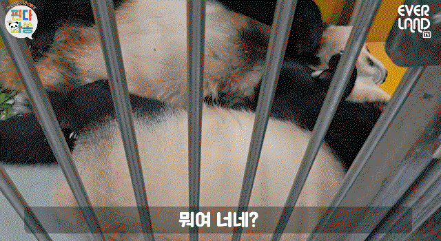 tpiCGI.gif