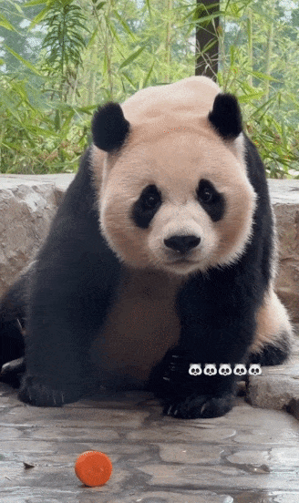 trGMcz.gif