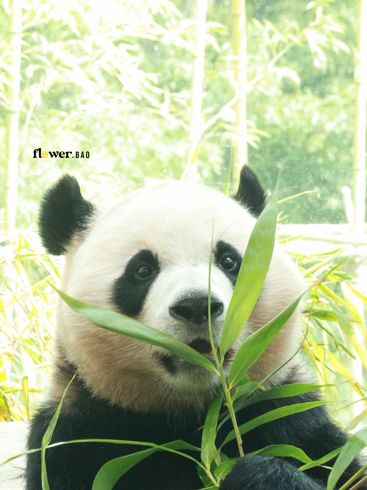 twImUe