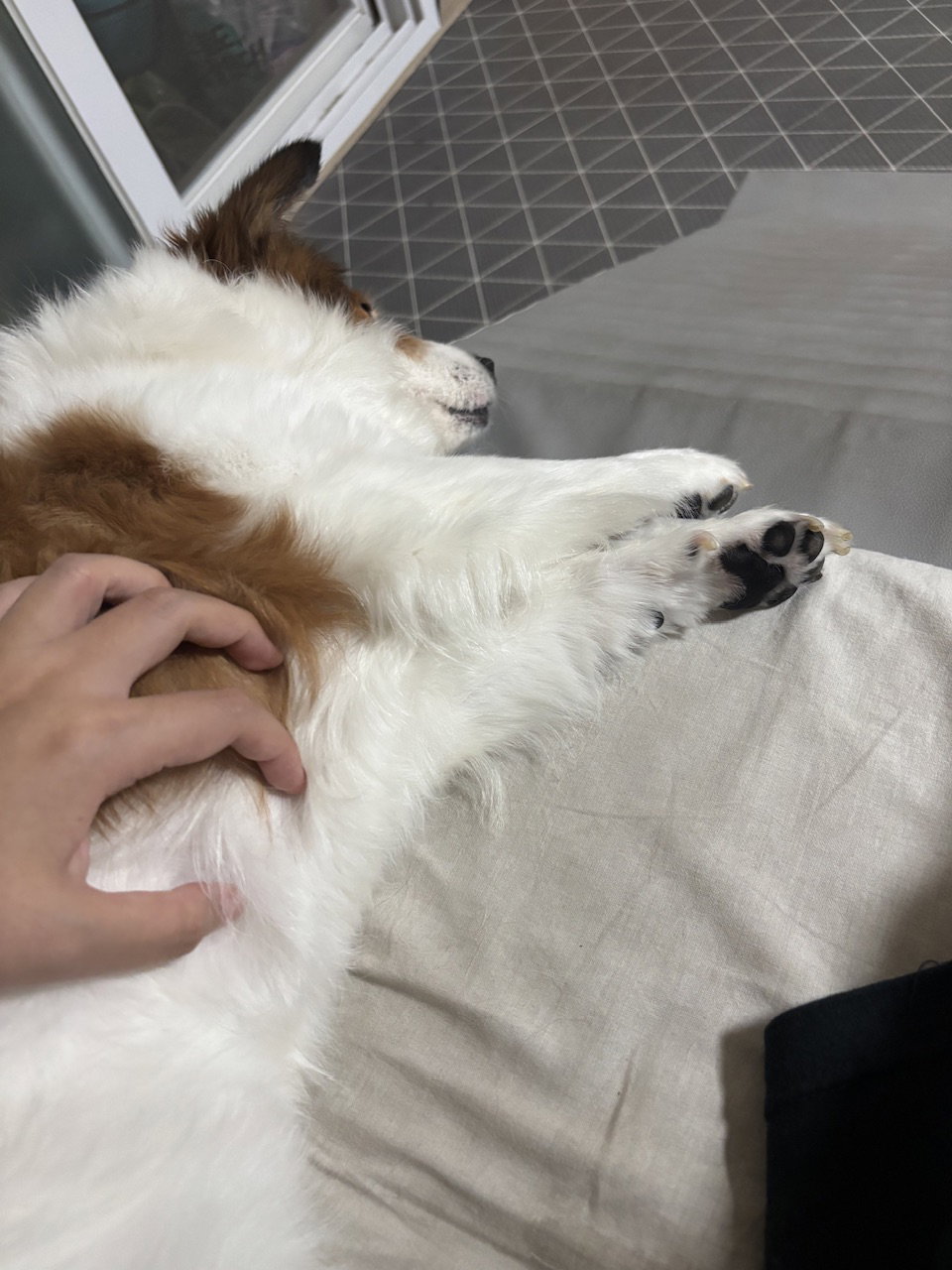 tyUBGO