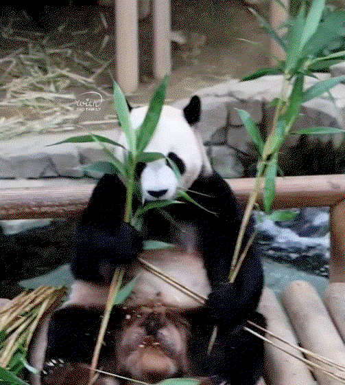 tzoTQi.gif