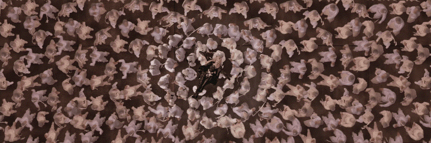 uDeDWe.gif