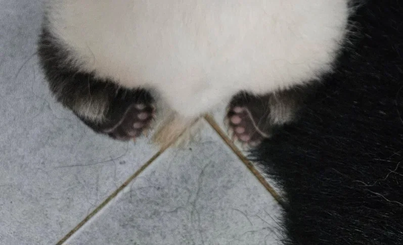 uDvPgk