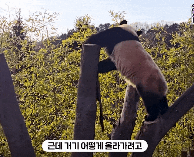 uKCJYg.gif