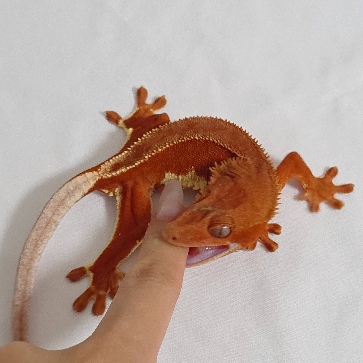 uLCpNE