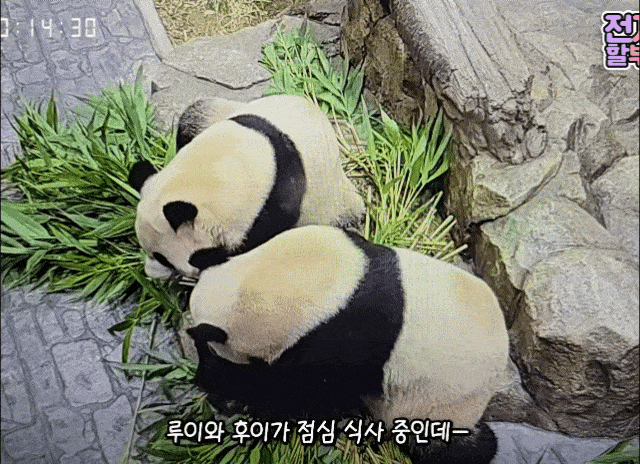 uhkpsO.gif