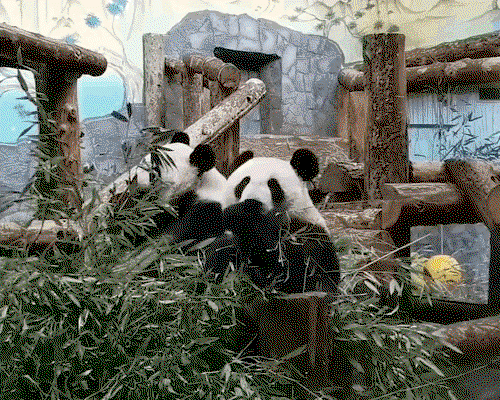uwvrOi.gif