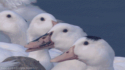 uzzqGR.gif