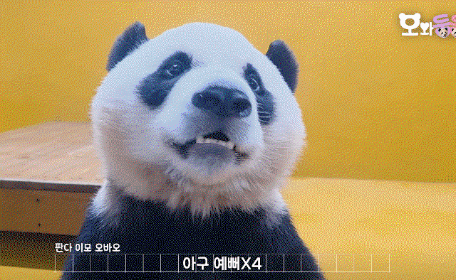 vCISAO.gif