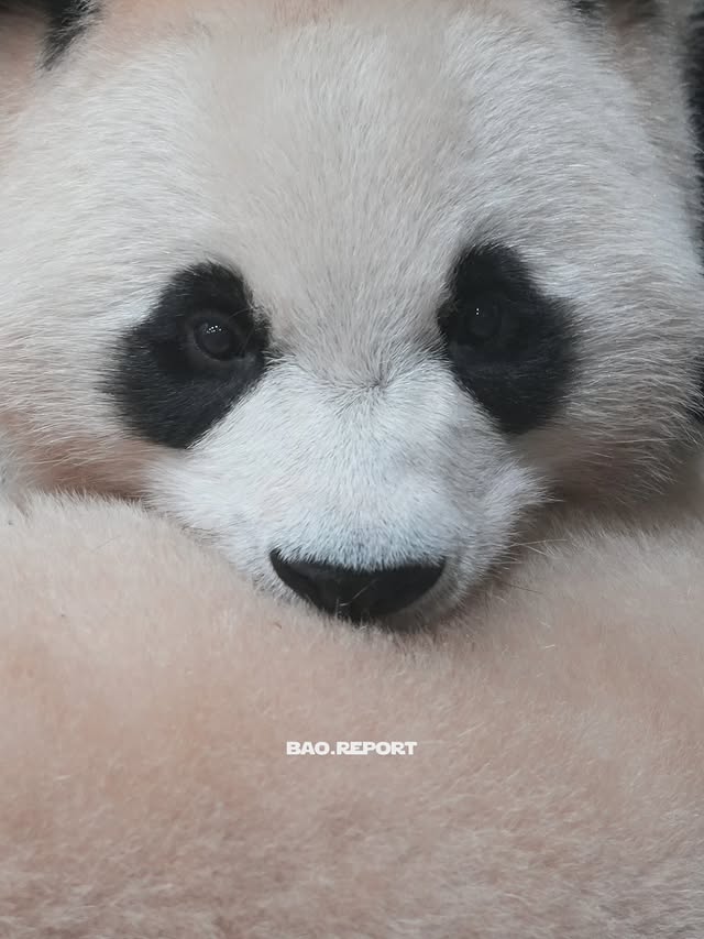 vFPgvp