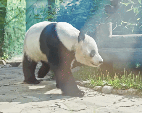 vHaEPH.gif