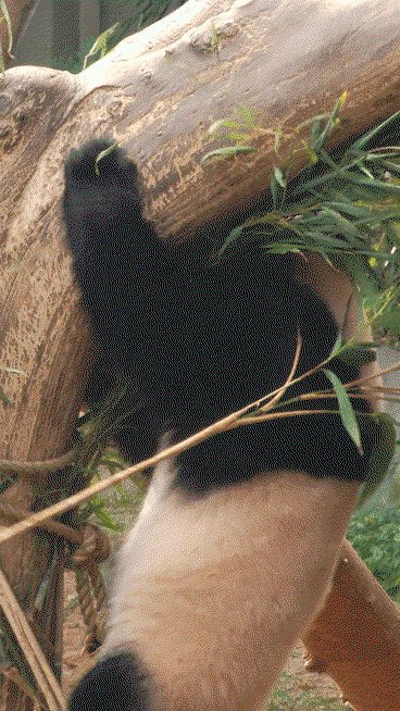 vIGmUw.gif