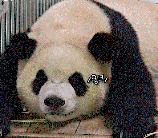 vNEAhE.gif