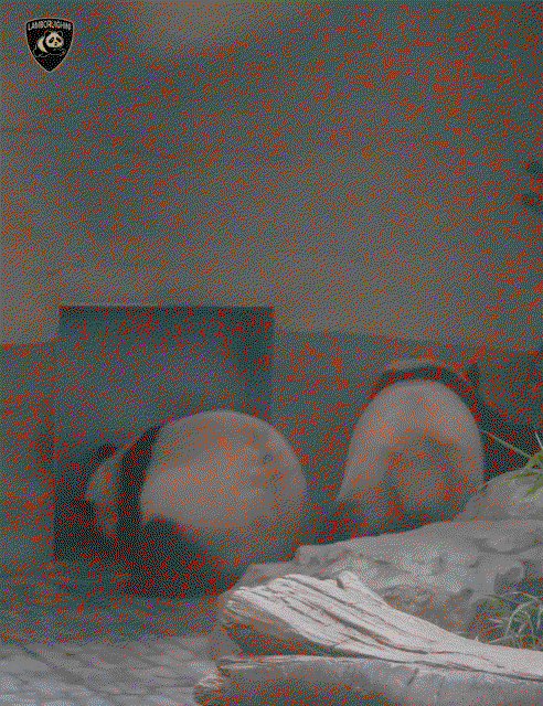 vQDbii.gif